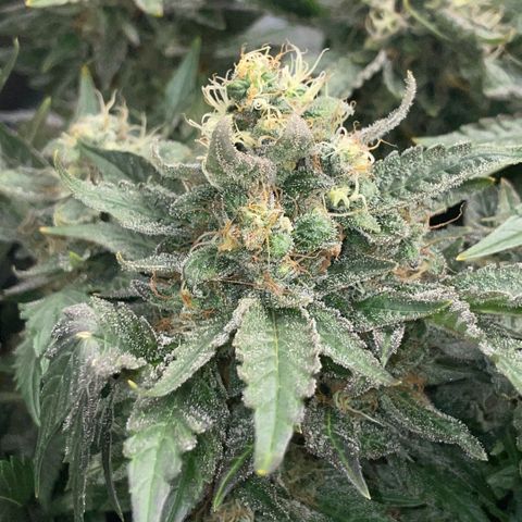 Big Bud by KilliczGe growlog timeline photo
