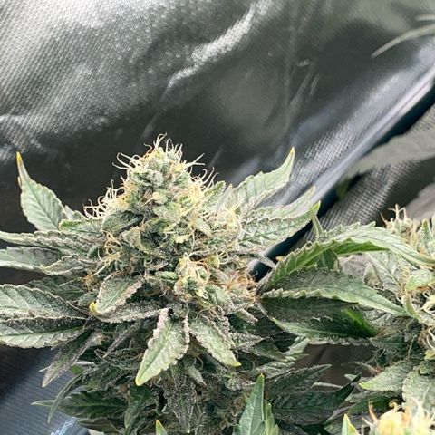 Big Bud by KilliczGe growlog timeline photo