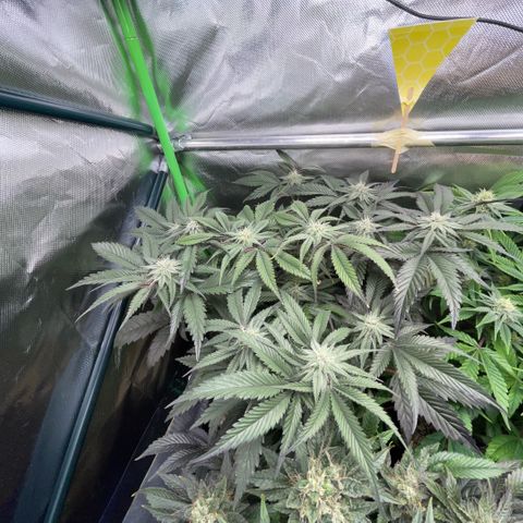 Dante’s Inferno - Mile High Dave by KilliczGe growlog timeline photo