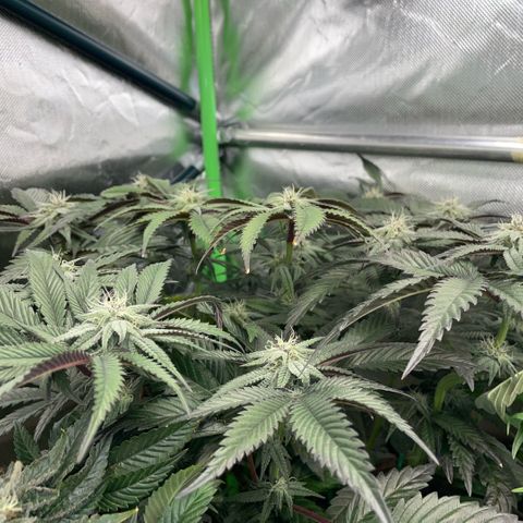 Dante’s Inferno - Mile High Dave by KilliczGe growlog timeline photo