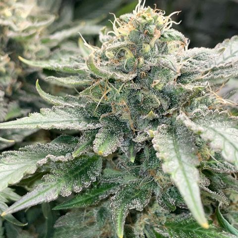 Big Bud by KilliczGe growlog timeline photo