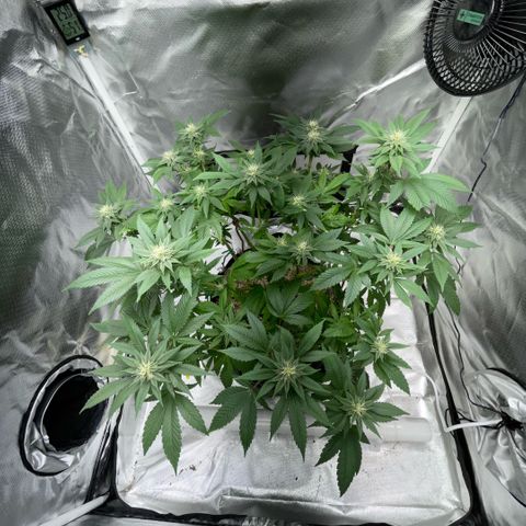 Big Bud 1 Klon 1 by KilliczGe growlog timeline photo