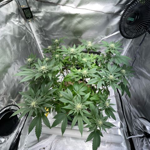 Big Bud 1 Klon 1 by KilliczGe growlog timeline photo