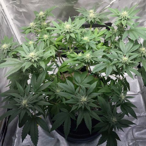 Big Bud 1 Klon 1 by KilliczGe growlog timeline photo