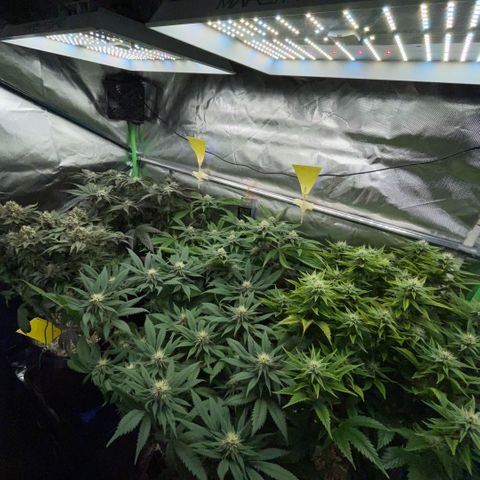 Dante’s Inferno - Mile High Dave by KilliczGe growlog timeline photo