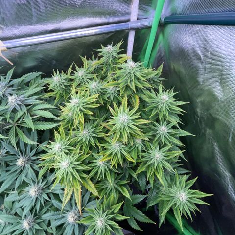Tangerine Dream Clon #1 by KilliczGe growlog timeline photo