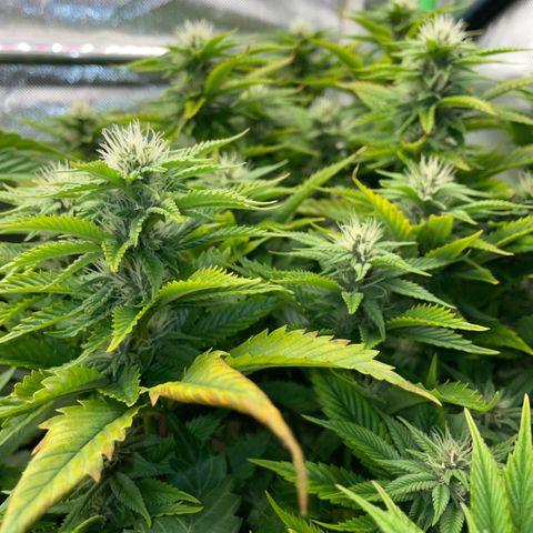 Tangerine Dream Clon #1 by KilliczGe growlog timeline photo