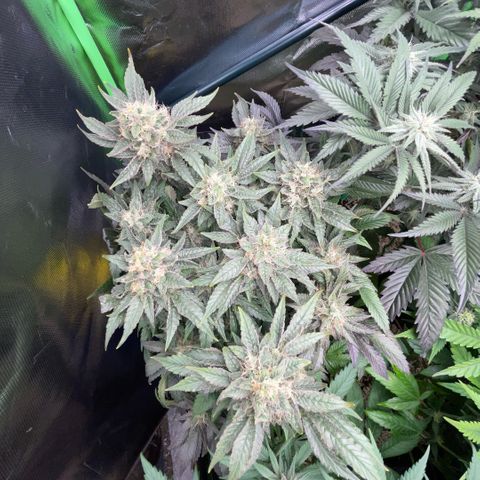 Big Bud by KilliczGe growlog timeline photo