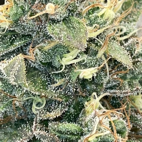 Big Bud by KilliczGe growlog timeline photo
