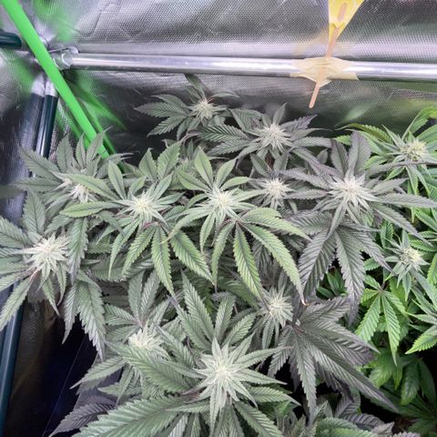 Dante’s Inferno - Mile High Dave by KilliczGe growlog timeline photo