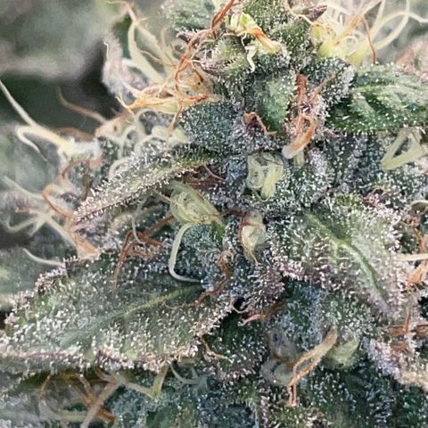 Big Bud by KilliczGe growlog timeline photo