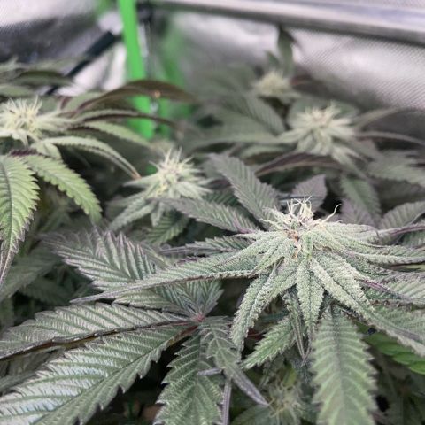 Dante’s Inferno - Mile High Dave by KilliczGe growlog timeline photo