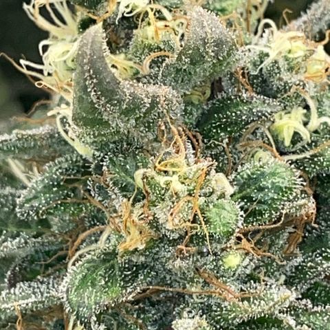 Big Bud by KilliczGe growlog timeline photo