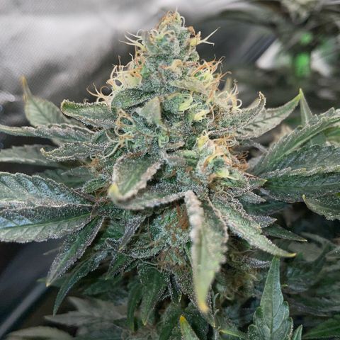 Big Bud by KilliczGe growlog timeline photo
