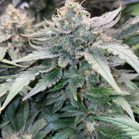 Big Bud by KilliczGe growlog timeline photo