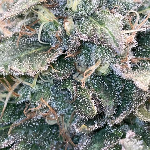 Big Bud by KilliczGe growlog timeline photo