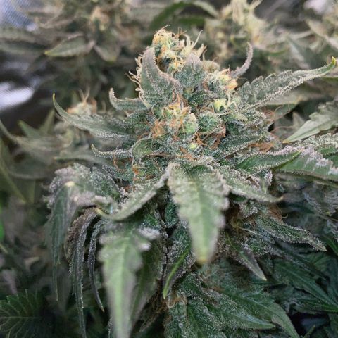 Big Bud by KilliczGe growlog timeline photo