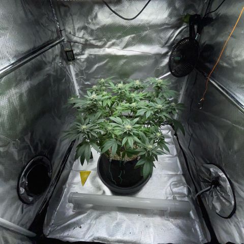 Big Bud 1 Klon 1 by KilliczGe growlog timeline photo
