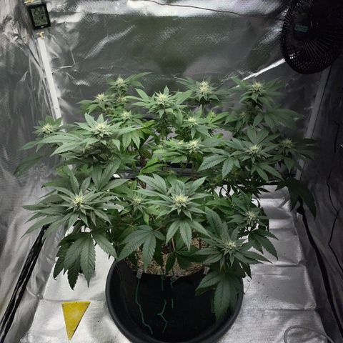 Big Bud 1 Klon 1 by KilliczGe growlog timeline photo