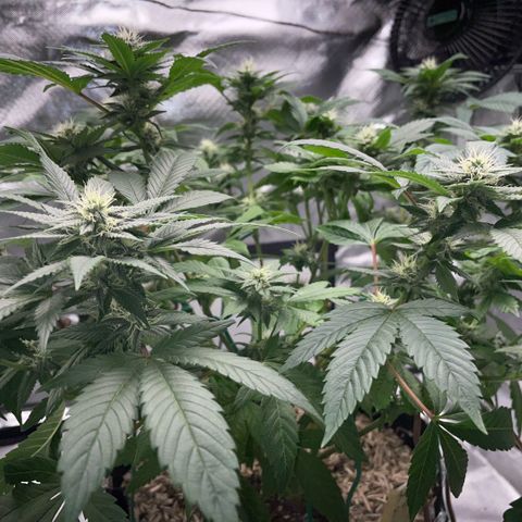 Big Bud 1 Klon 1 by KilliczGe growlog timeline photo
