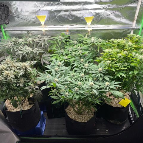 Dante’s Inferno - Mile High Dave by KilliczGe growlog timeline photo