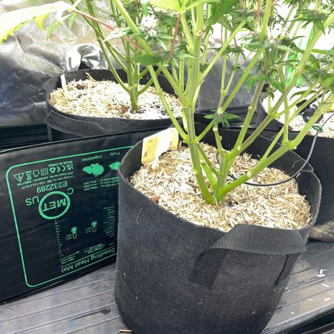 Dante’s Inferno - Mile High Dave by KilliczGe growlog timeline photo