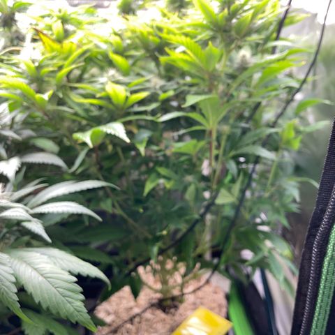 Tangerine Dream Clon #1 by KilliczGe growlog timeline photo