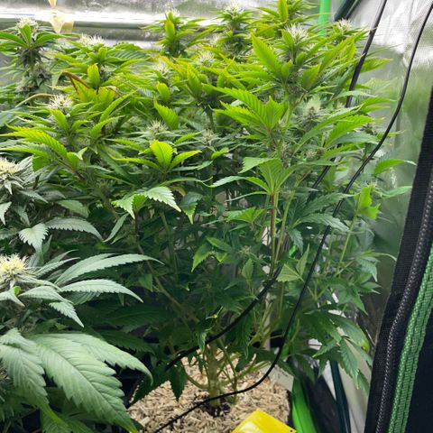 Tangerine Dream Clon #1 by KilliczGe growlog timeline photo