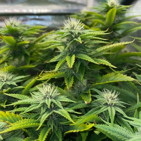 Tangerine Dream Clon #1 by KilliczGe growlog timeline photo