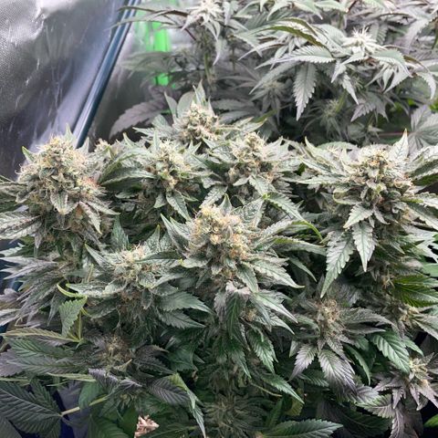 Big Bud by KilliczGe growlog timeline photo