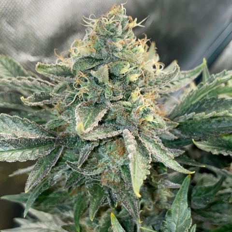 Big Bud by KilliczGe growlog timeline photo