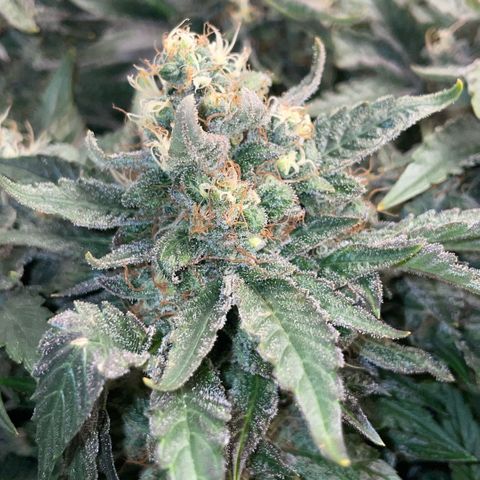 Big Bud by KilliczGe growlog timeline photo