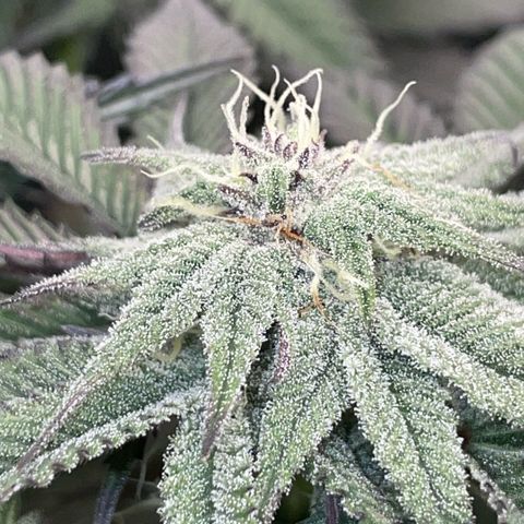 Dante’s Inferno - Mile High Dave by KilliczGe growlog timeline photo