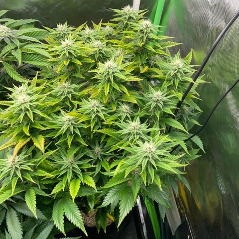 Tangerine Dream Clon #1 by KilliczGe growlog timeline photo