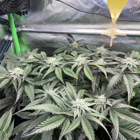 Dante’s Inferno - Mile High Dave by KilliczGe growlog timeline photo