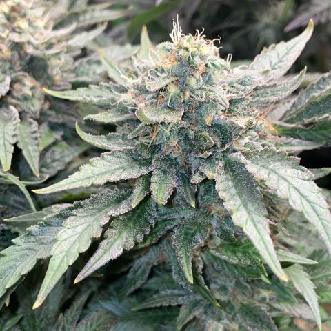 Big Bud by KilliczGe growlog timeline photo
