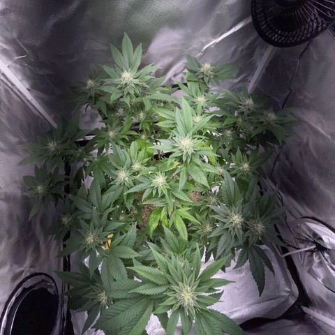 Big Bud 1 Klon 1 by KilliczGe growlog timeline photo