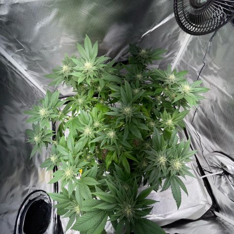 Big Bud 1 Klon 1 by KilliczGe growlog timeline photo
