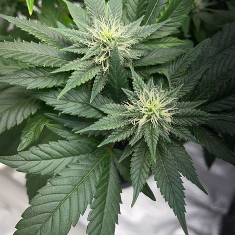 Big Bud 1 Klon 1 by KilliczGe growlog timeline photo