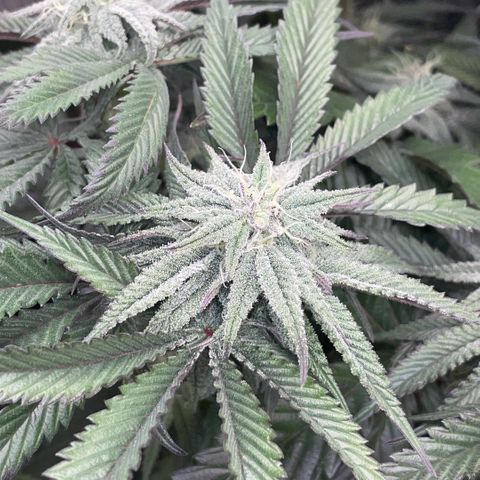 Dante’s Inferno - Mile High Dave by KilliczGe growlog timeline photo