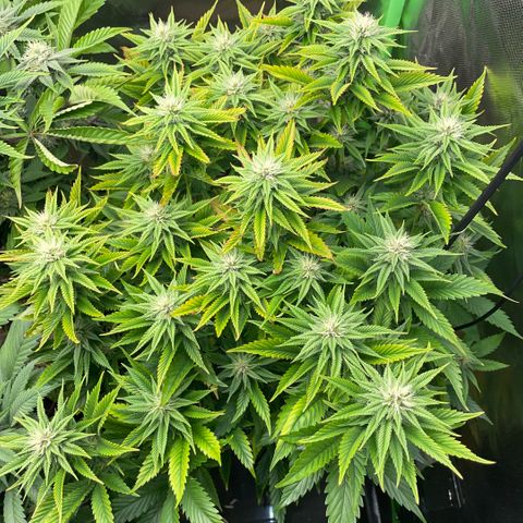 Tangerine Dream Clon #1 by KilliczGe growlog timeline photo