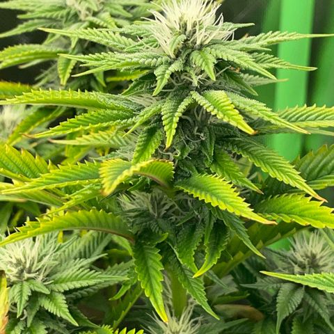 Tangerine Dream Clon #1 by KilliczGe growlog timeline photo