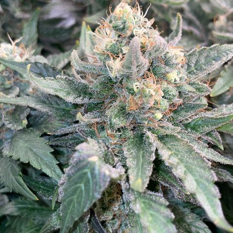 Big Bud by KilliczGe growlog timeline photo