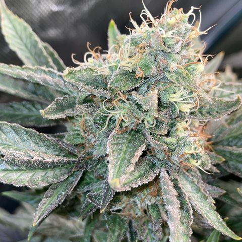 Big Bud by KilliczGe growlog timeline photo