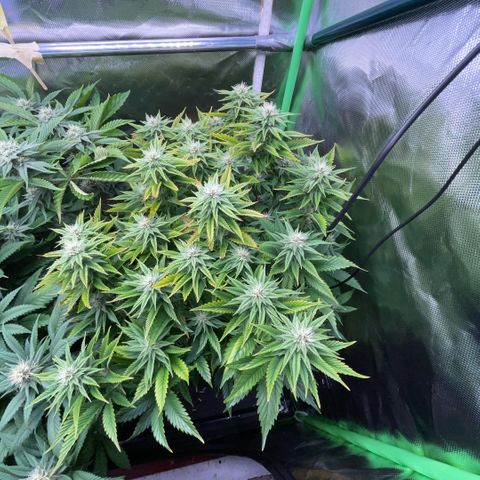 Tangerine Dream Clon #1 by KilliczGe growlog timeline photo