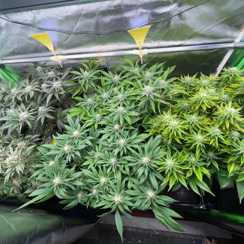 Dante’s Inferno - Mile High Dave by KilliczGe growlog timeline photo