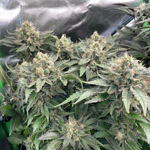 Big Bud by KilliczGe growlog timeline photo