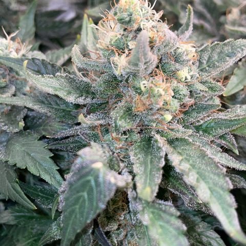 Big Bud by KilliczGe growlog timeline photo