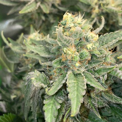 Big Bud by KilliczGe growlog timeline photo