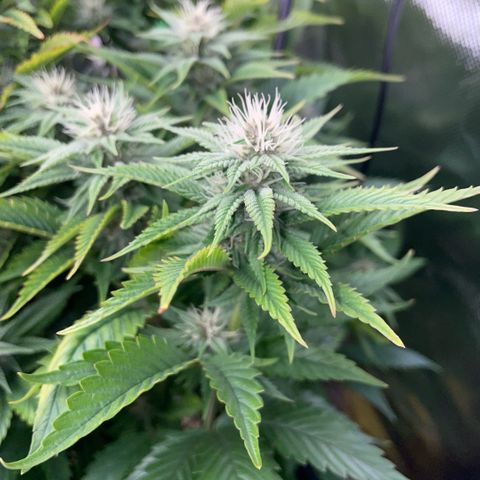 Tangerine Dream Clon #1 by KilliczGe growlog timeline photo